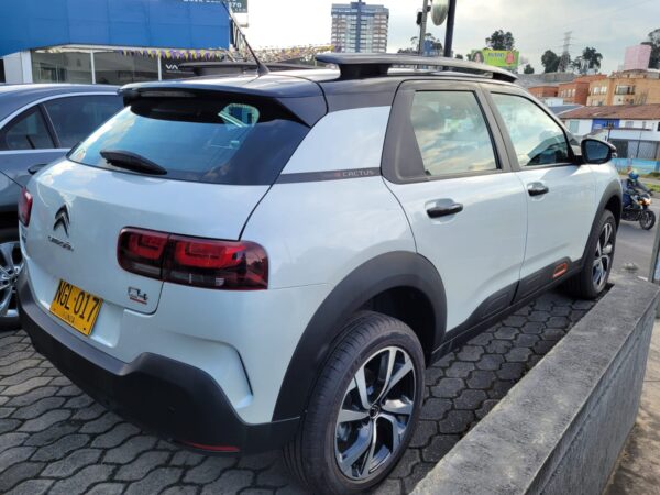 C4 CACTUS SHINE AT - Image 8